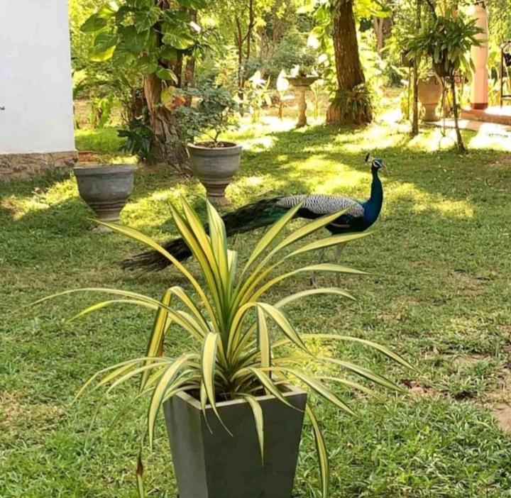 Bay Hill Guest House Tangalle Exterior foto