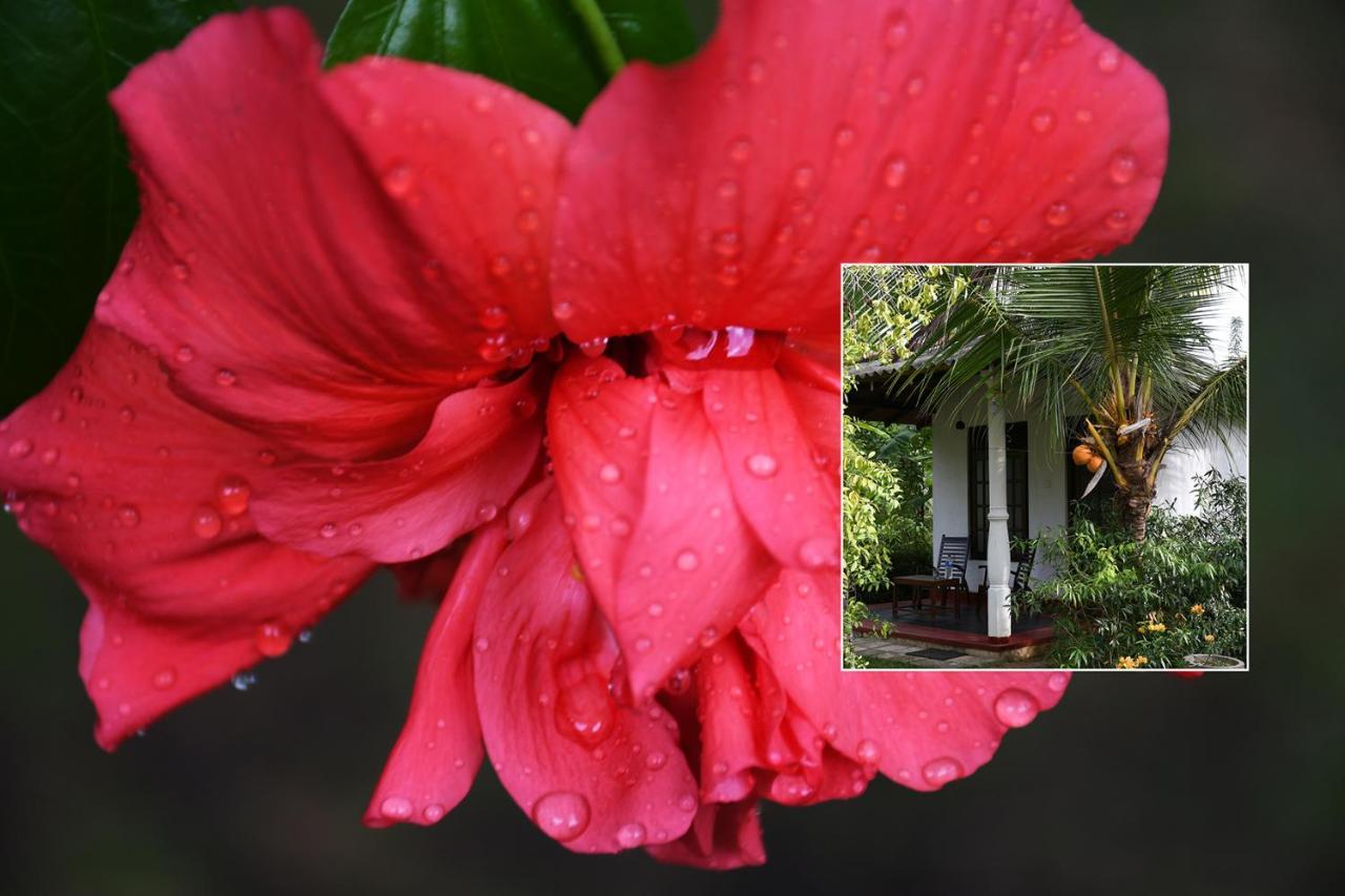 Bay Hill Guest House Tangalle Exterior foto